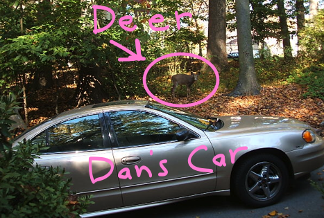 Deer hanging out by Dan's car.